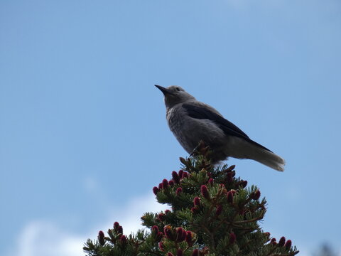 bird on a tree