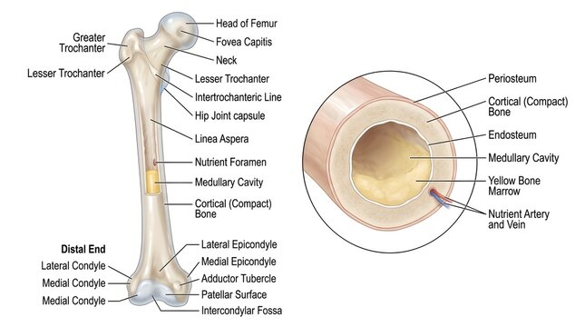 Anatomy of the human femur with longitudinal section inset displaying head, neck, trochanters, shaft, medial and lateral condyles plus cross‑section of periosteum, compact cortical bone, spongy trabec
