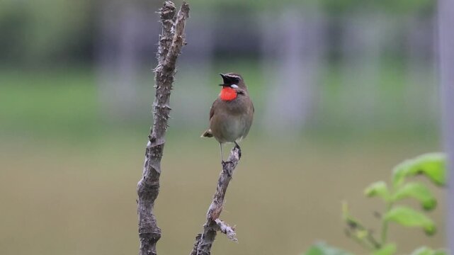 Siberian Ruby-throat Male Singing on a Withered Tree in Summer Hokkaido: Wide Landscape View Part 1 (4K with Audio)