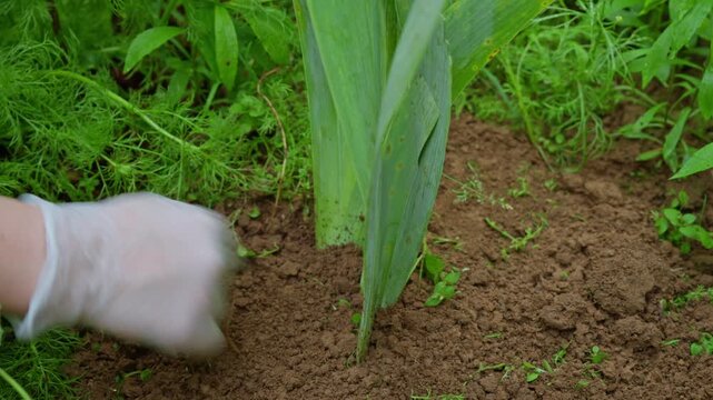 Gloved hands planting young leek and corn seedlings into garden soil, spring gardening close up