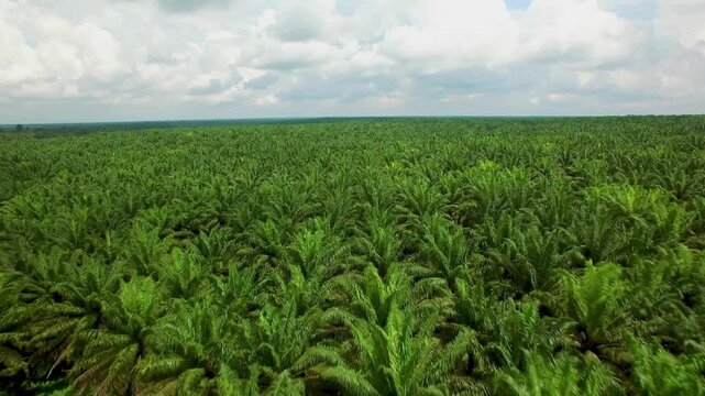 Aerial view of a vast palm tree plantation under a cloudy sky