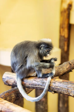 Ein Brillenlangur (Trachypithecus obscurus) sitzt  auf Baumst&auml;mmen und putzt und pflegt seinen Schwanz 