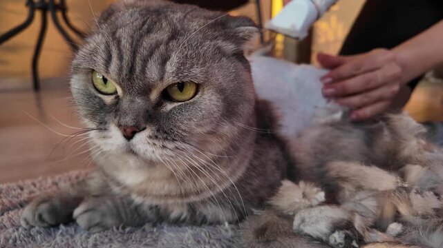 Grumpy Scottish Fold Cat During Grooming. Funny Angry Look While Being Shave