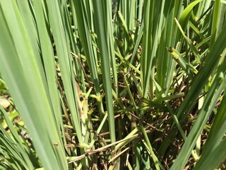 Obraz premium close up of green grass