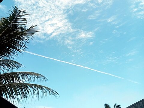 White contrail or chemtrail smoke from an airplane in the blue sky with coconut palm leaf silhouette.