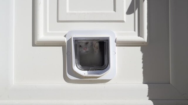 A lonely cat scratching at a locked pet door window, desperately trying to escape confinement and break out into freedom.
