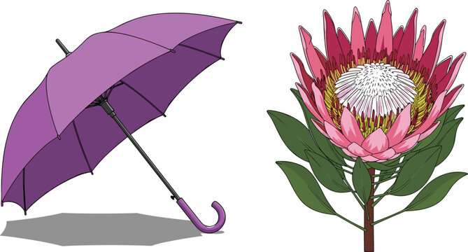 Purple Umbrella and Pink Protea Flower Vector Illustration Set With Decorative Tropical Bloom and Classic Rain Umbrella