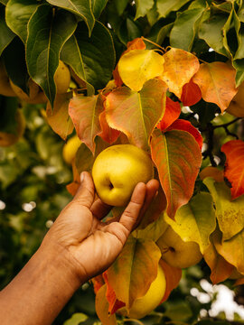 Hand Picking Pear from Tree at Harvest
