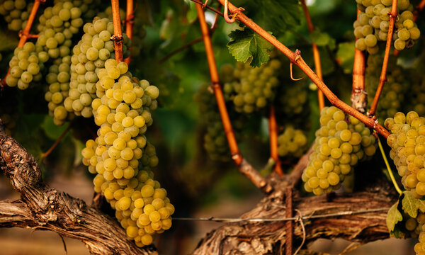 Sauvignon Blanc Grapes Hanging in a Vineyard at Harvest in Wine Country