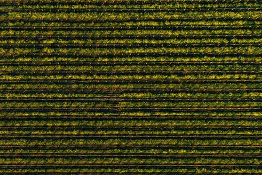 Overhead Vineyard Row in the Napa Valley