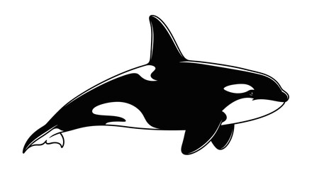Killer whale vector illustration on white background © verikans