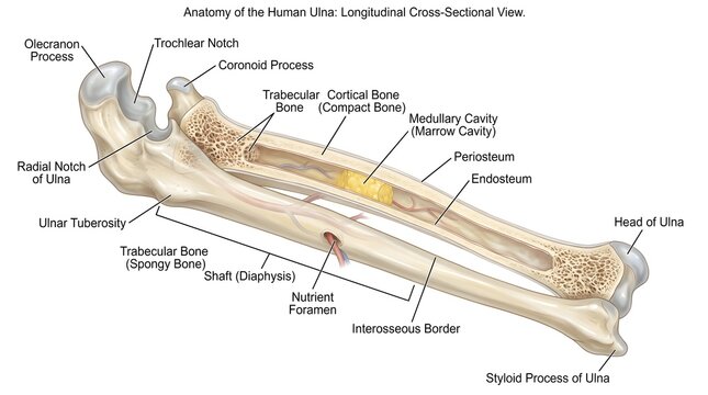 Longitudinal cross‑section of the human ulna displaying olecranon, coronoid process, trochlear notch, radial notch, ulnar tuberosity, shaft with trabecular bone and medullary cavity, interosseous bord