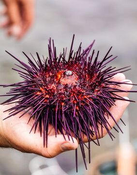 Sea Urchin In Hand, Just Fished from the Pacific Ocean 