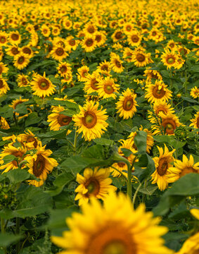 Field of Sunflowers