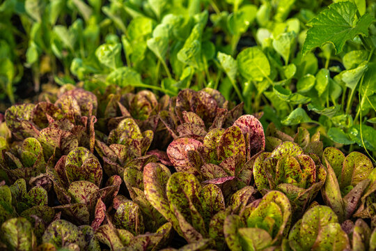Lettuces growing at a farm in northern California