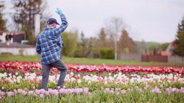 Man Walking Through Blooming Tulip Rows