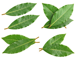 Fototapeta premium Fresh Green Bay Leaves Isolated On Transparent Background