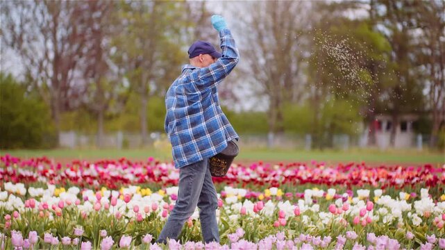 Man walking through colorful tulip field with basket