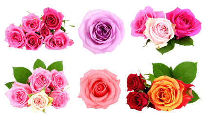 Obraz premium Arrangement of Various Colorful Roses Against A Transparent Background