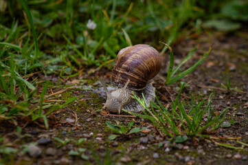 Roman snail crawling on a forest path after rain with green vegetation in the background © susannemogensen