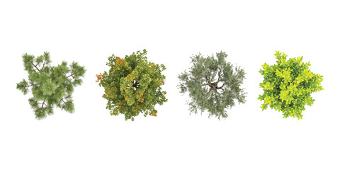 Obraz premium Set of four different green trees seen from above for landscape design and architectural planning
