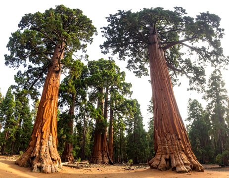 Giant Sequoia Trees.