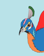 Closeup Portrait of Colorful Peacock with Feathers against Light Blue Background
