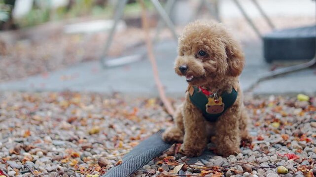 A cute brown toy poodle sitting outdoors on gravel in morning light. This close up daylight portrait uses selective focus, leaving great copy space beside a loyal canine best friend.