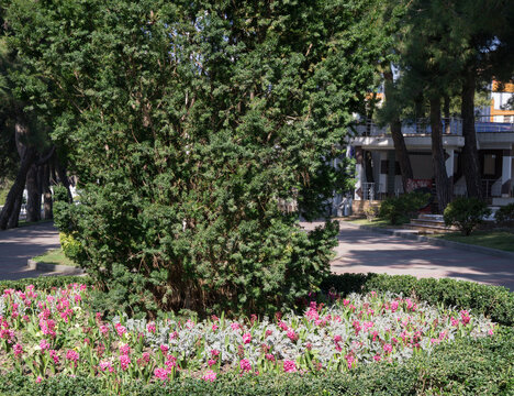  Lush green Yew Taxus baccata (English yew, European yew) tree with colorful flowers of pink and white below. Paved path winds through   scene of resort embankment of Gelendzhik