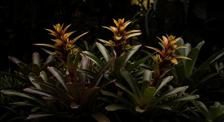 Fototapeta premium Three vibrant guzmania bromeliad plants in a dark tropical garden