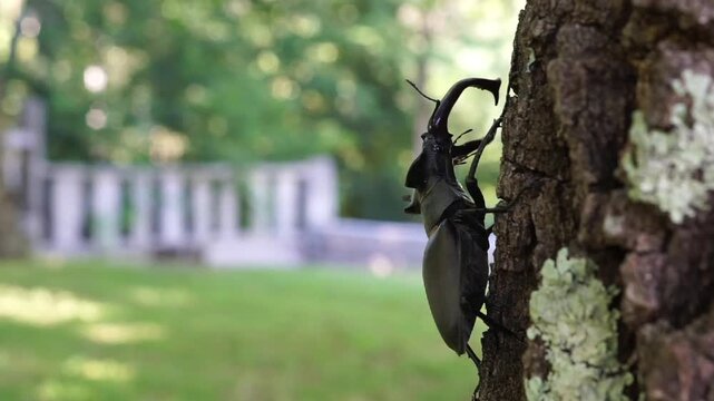 Side profile view of a large male stag beetle showcasing its impressive mandibles while resting on a mossy tree trunk with a blurred green background.