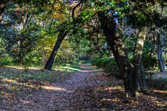 A forest path covered in fallen leaves framed by leaning trees at Koishikawa Botanical Garden Tokyo December 2023