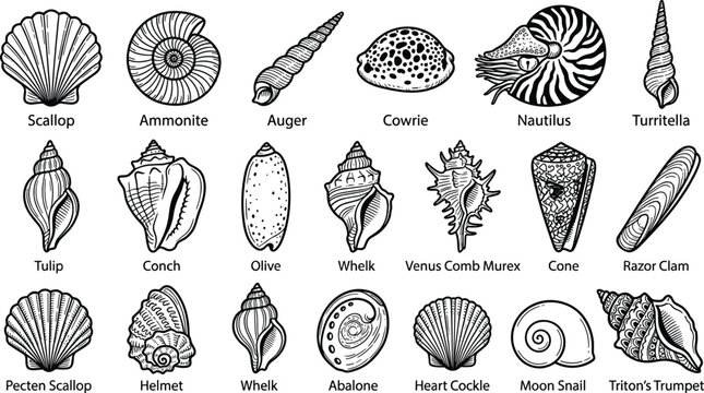 Detailed Black and White Sea Shell Collection with Names for Educational Marine Design