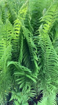Green Matteuccia struthiopteris ferns