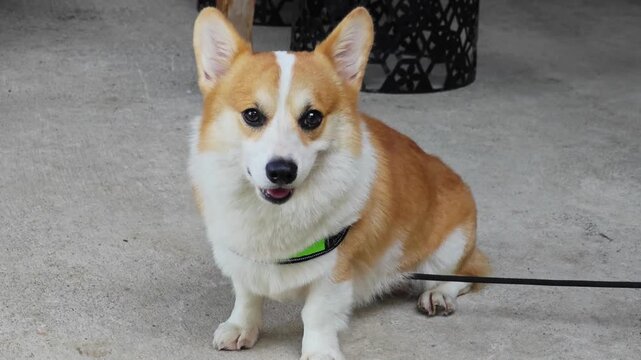 Pembroke Welsh Corgi dog standing outdoors on concrete floor.