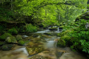 Fototapeten Wald Fluss river in the forest Schwarzwald  © Christoph-fotografia