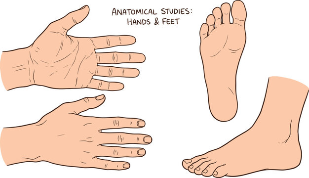 Anatomical studies hands and feet, medical illustration, human extremities drawing, palm and sole details, art reference, educational sketch, flat vector illustration
