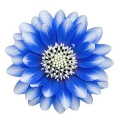 Fototapeta premium Beautiful blue flower with white center isolated on white background isolated on white background