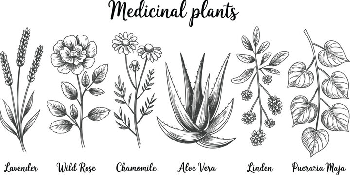 Medicinal plants botanical vector illustration collection featuring hand drawn vintage sketches of lavender wild rose chamomile aloe vera linden and pueraria mirifica leaves