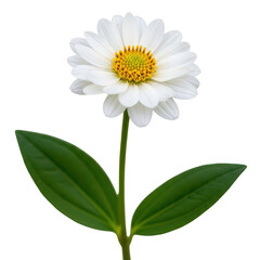 Fototapeta premium Beautiful white daisy flower with yellow center and green leaves isolated on transparent background