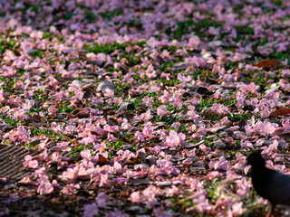 Obraz premium Pink flower petals scattered on dark pavement and green grass creating natural romantic spring ground texture pattern