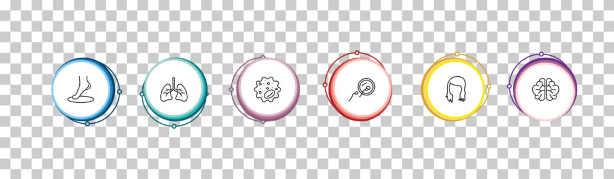 outline human body parts icons set - foot side view, human lungs, basophil, brain upper view. editable vector for web and mobile ui