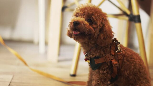 Cute brown toy poodle dog wearing a harness sitting alone indoors, looking up attentively. Morning daylight close up with selective focus for man's loyal best friend waiting for its loving owner.