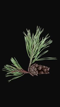 Time lapse of opening pine cone isolated on black background, vertical orientation