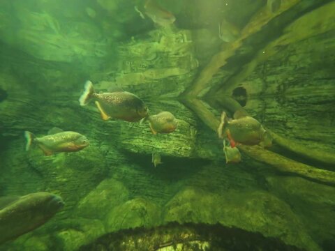 Ankara, Turkey. Aquarium. Aqua Vega Center. Fish, snake, Cobra, spider, zoo
