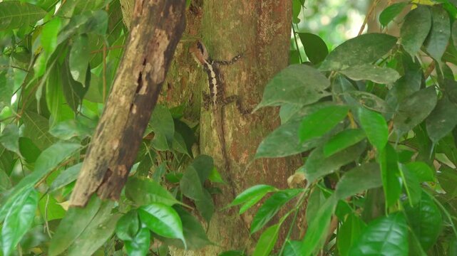 Adult Masked Spiny Lizard Head Bobbing Display on Jungle Tree