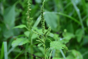 Fototapeta premium Green herbaceous plant with upright flower spikes growing among dense foliage, captured in soft natural light with shallow focus for botanical, gardening, nature, and plant care content.