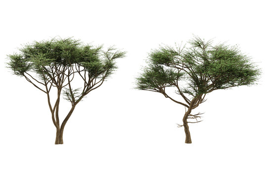 Two green african acacia trees isolated white background studio light nature plants.