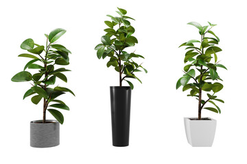 Fototapeta premium Three rubber plants green leaves gray black white pots indoor house decor.
