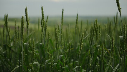Obraz premium Green wheat ears as a symbol of fragile food security amidst global instability